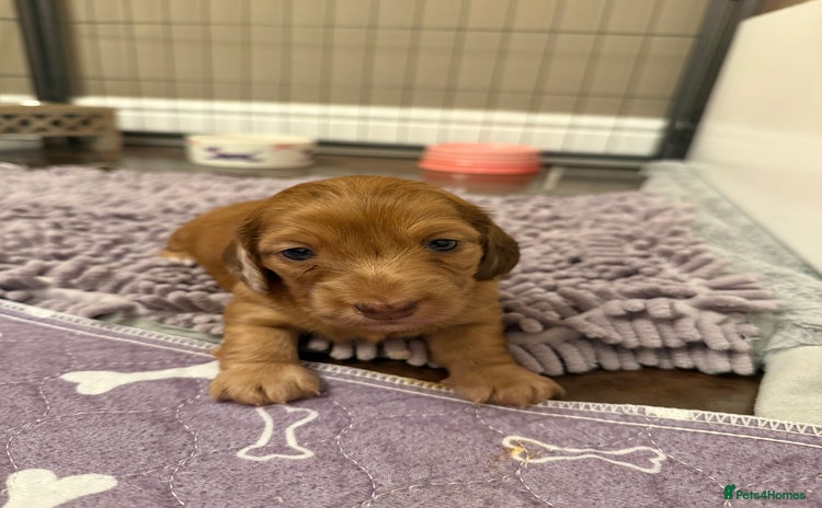 Miniature Dachshund dogs - Advert 16