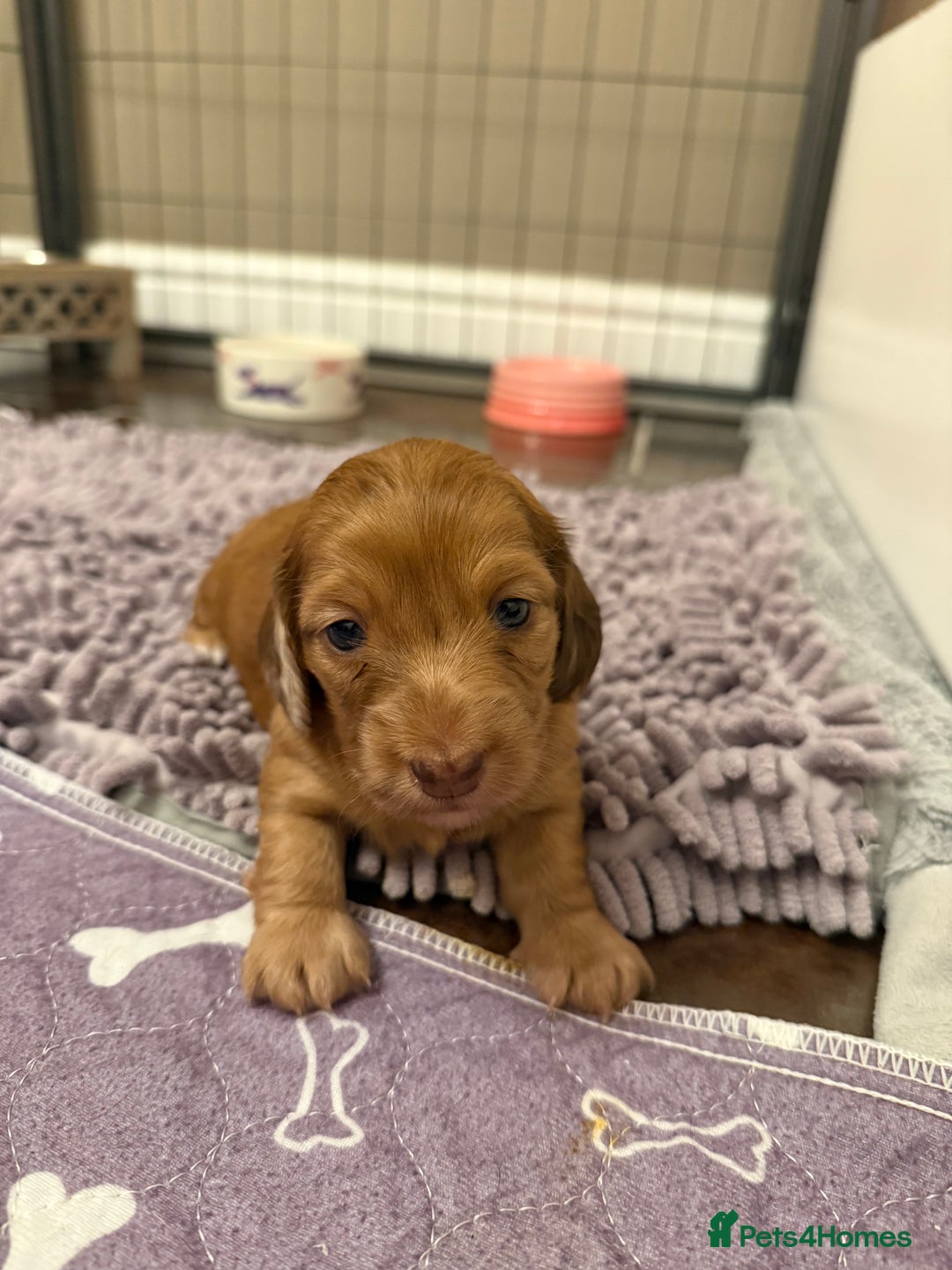 Miniature Dachshund dogs for sale: Miniature dachshund - Image 1