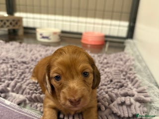 Miniature Dachshund dogs - Advert 4