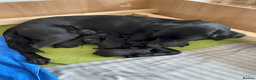 Labrador Retriever dogs for sale: Beautiful Black Labradors (option for training) in Launceston - Advert 3