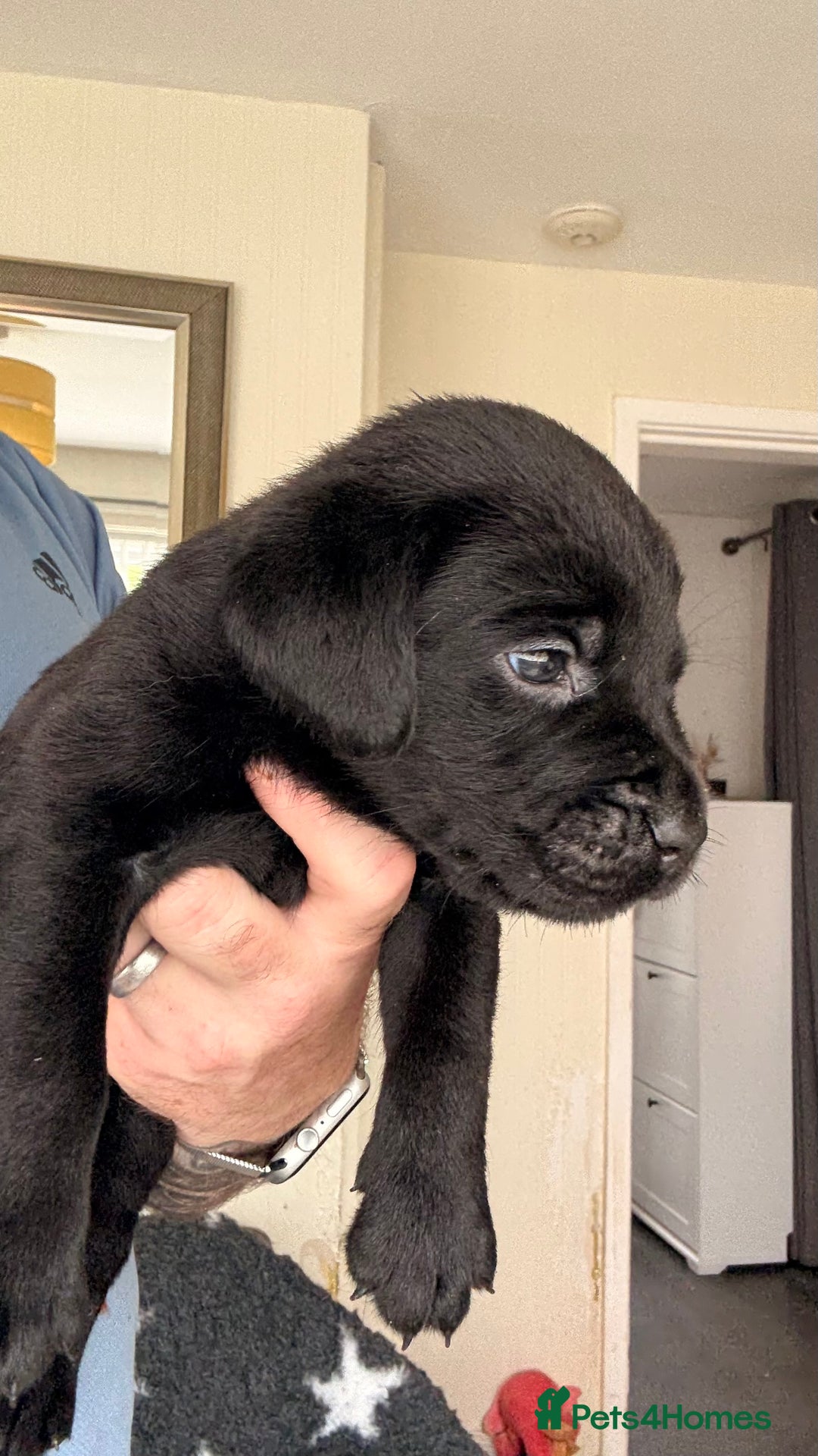 Labrador Retriever dogs for sale: Kc Reg Labrador  Puppies Health Tested Parents - Image 25