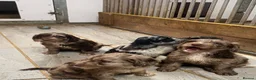 Sproodle dogs for sale: Spoodels in Ashbourne - Advert 4