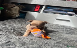 Chihuahua dogs for sale: One of a kind ChiPin Puppies - Image 22