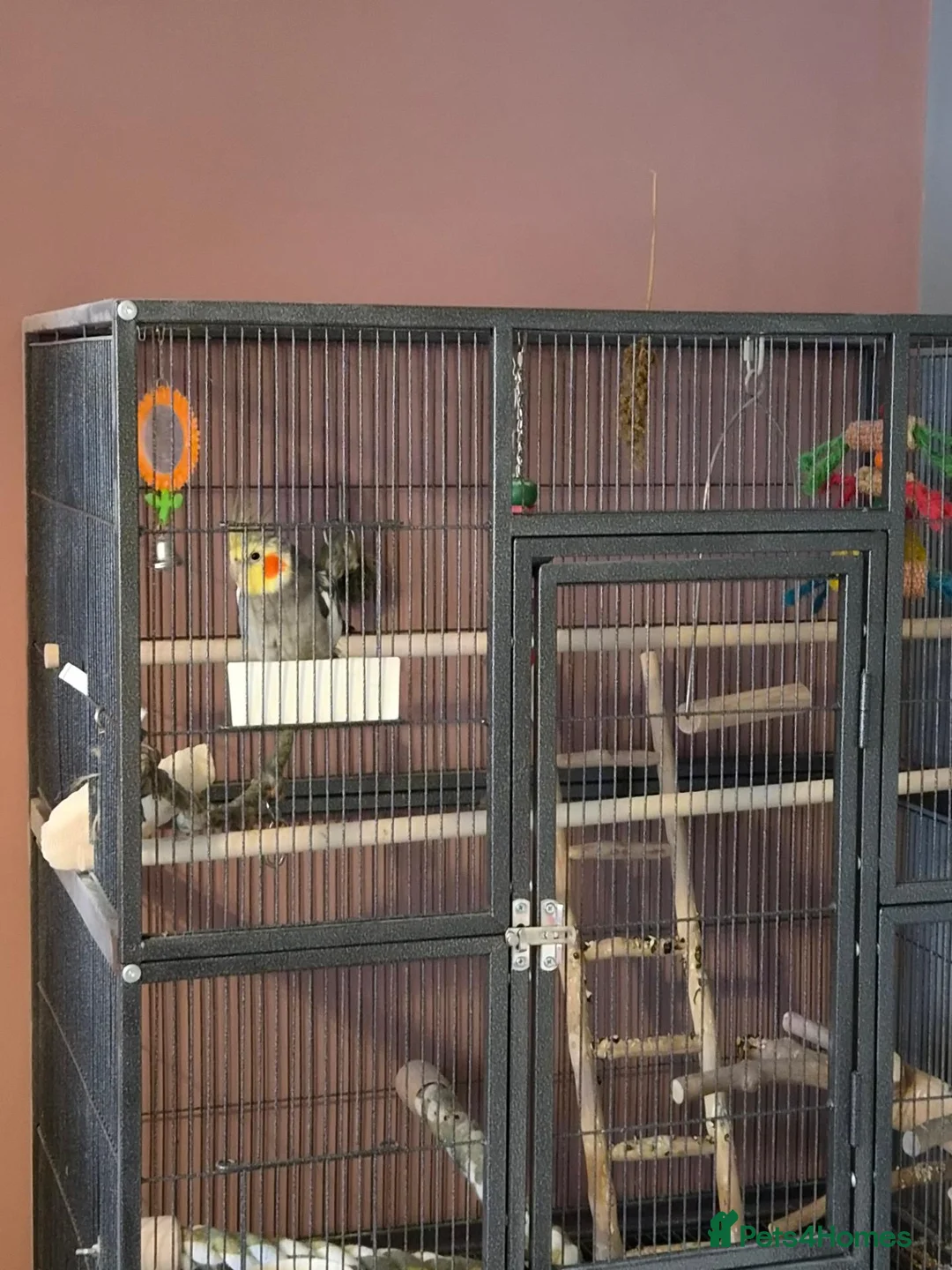 Cockatiels birds for sale: Male cockatiel  in Ripley - Advert 1