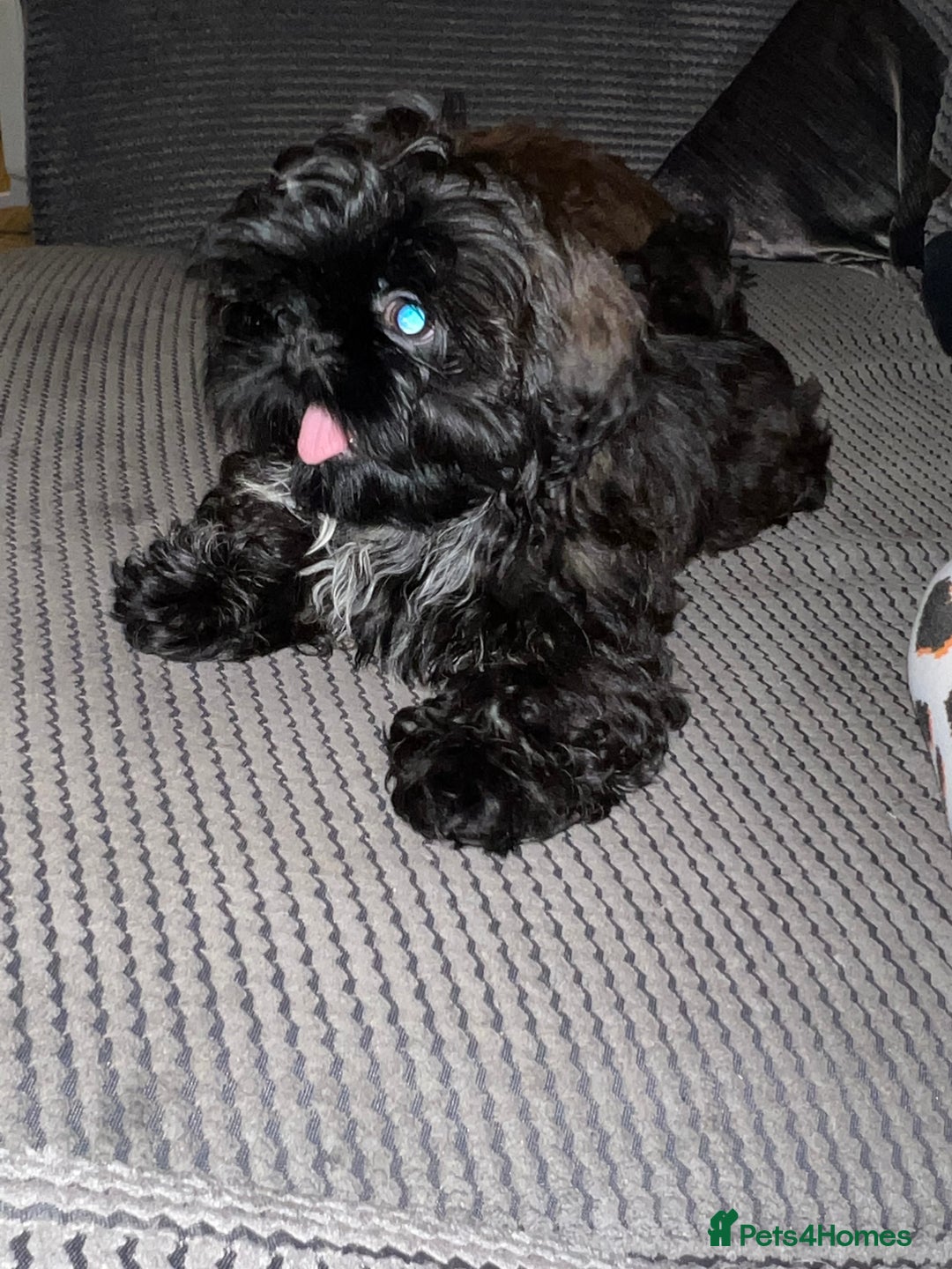 Shih Tzu dogs for sale: Handsome male Shih tzu - Advert 7