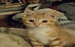 British Shorthair cats for sale: Ginger British Shorthair kitten - Advert 6