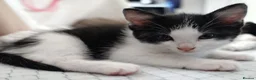 Mixed Breed cats for sale: Kittens in North Walsham - Advert 5