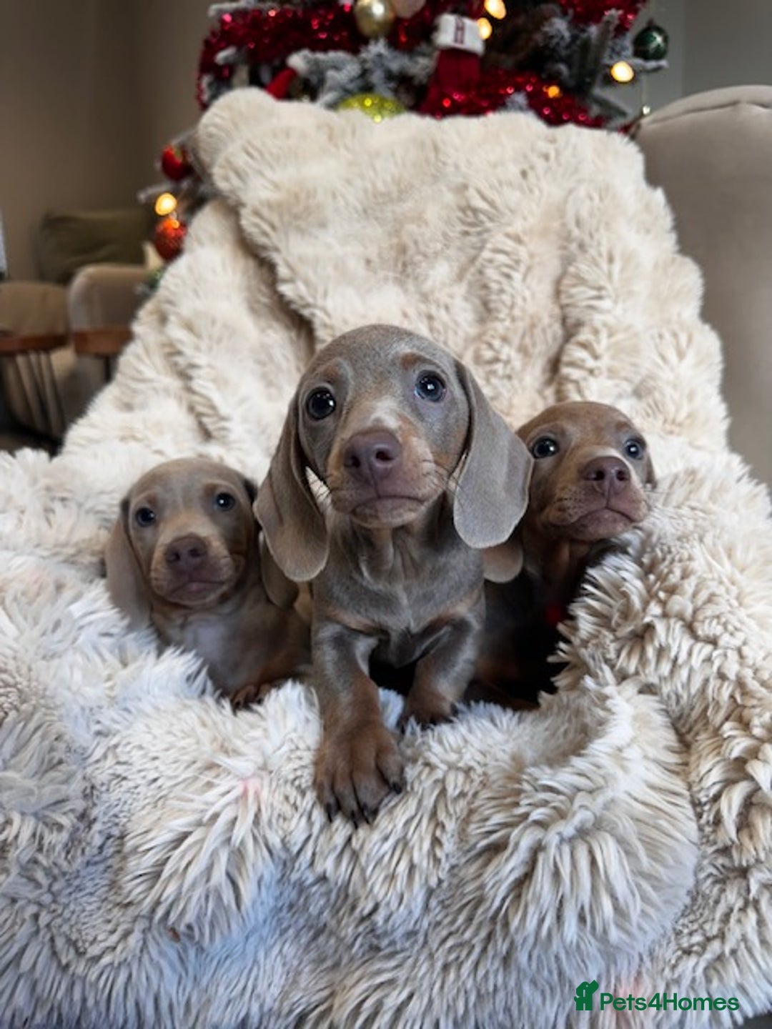 Miniature Dachshund dogs for sale: Stunning ISABELLA miniature dachshunds  - Advert 1