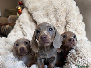 Miniature Dachshund dogs Stunning ISABELLA miniature dachshunds - Advert 15