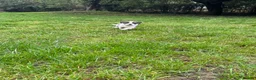 Border Collie dogs for sale: Pure Bred Border Collie Puppies For Sale - Advert 9