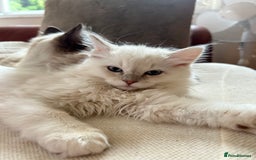 Ragdoll cats for sale: Cherubim Ragdoll Lilac Tabby male kitten - Image 11