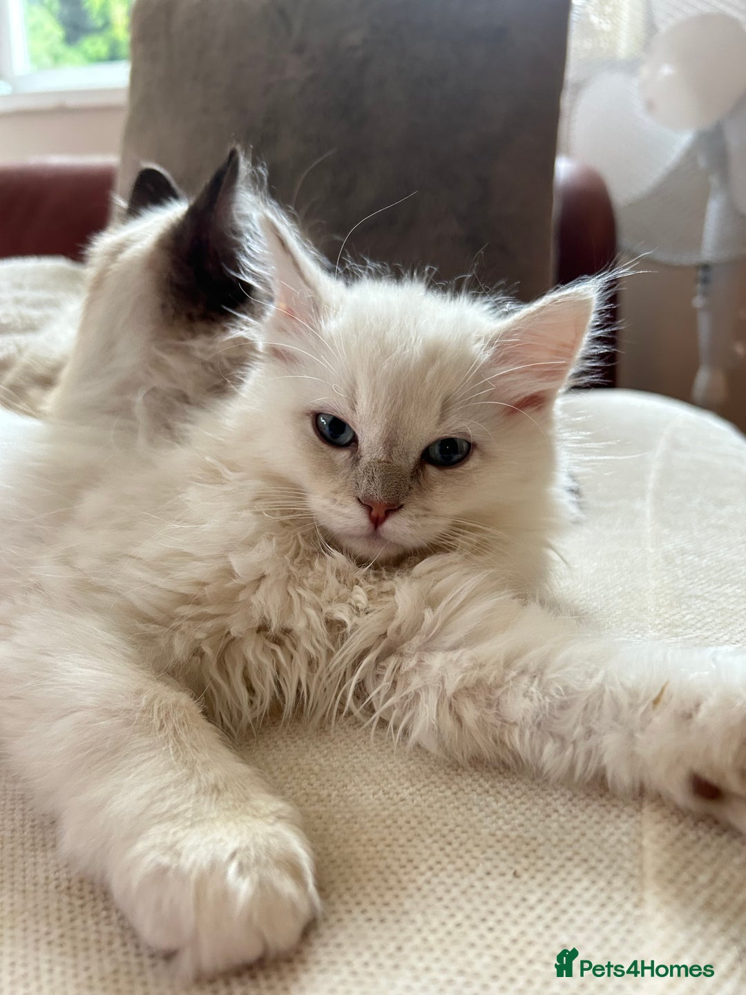 Ragdoll cats for sale: Cherubim Ragdoll Lilac Tabby male kitten - Image 11
