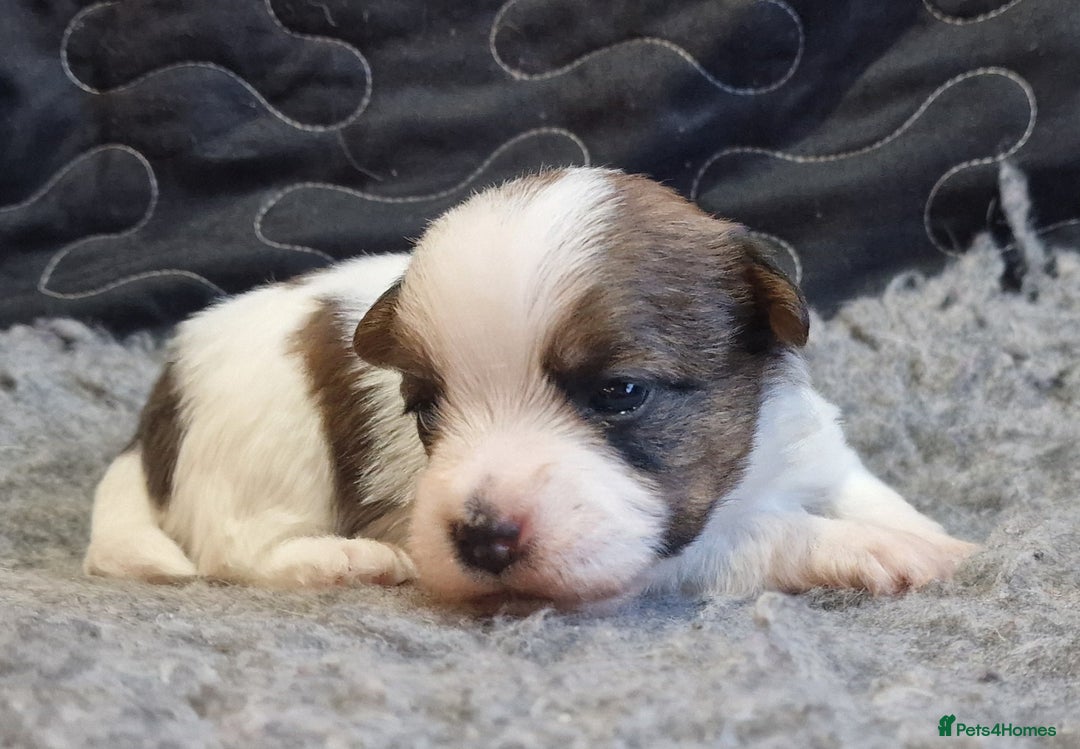 Jack Russell dogs for sale: kC Reg Jack Russell Pups, DNA Health Tested - Image 15
