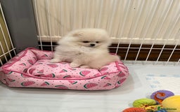 Pomeranian dogs for sale: Amazing Pom Puppies from Five Star breeder.  - Image 11