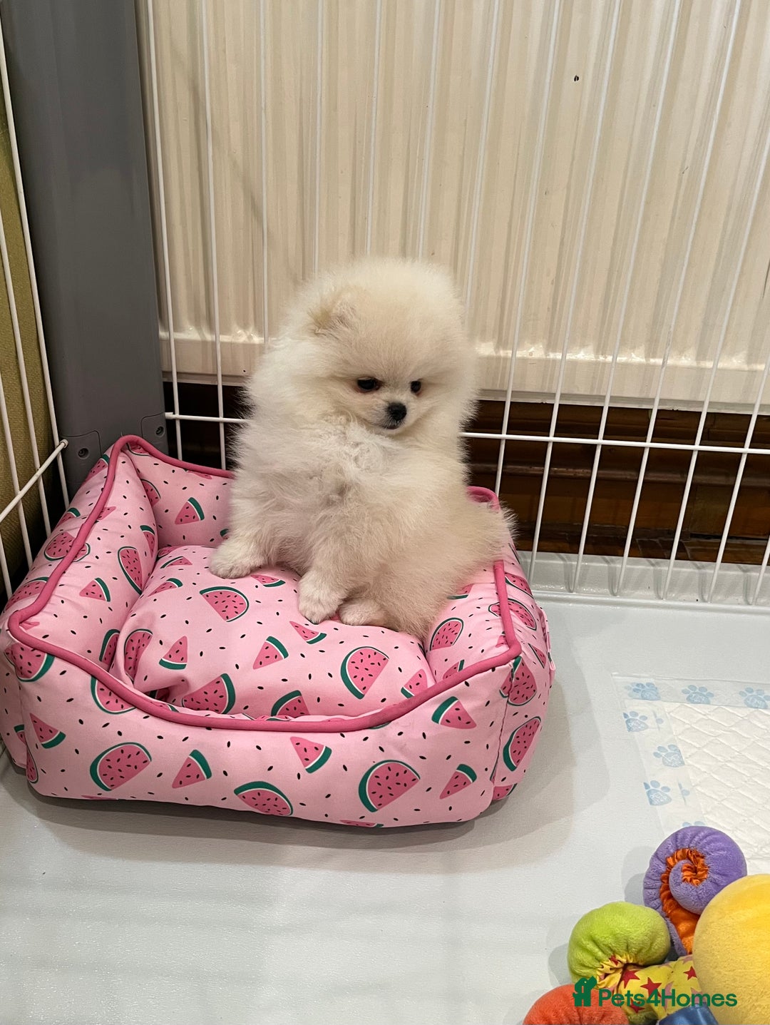 Pomeranian dogs for sale: Amazing Pom Puppies from Five Star breeder.  - Image 11