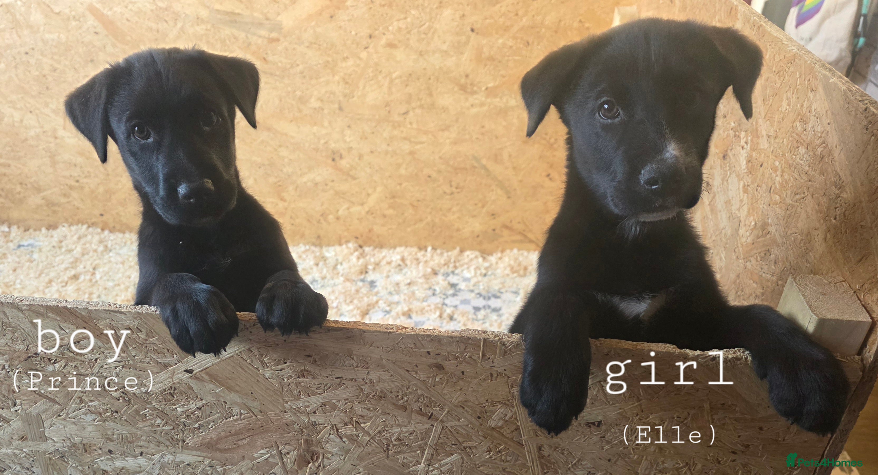 Mixed Breed dogs STUNNING RED FOX LABRADOR X SPECIAL SIBERIAN HUSKY - Advert 13