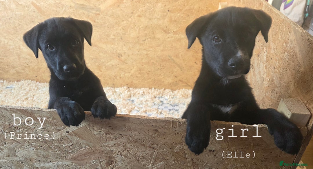 Mixed Breed dogs for sale: STUNNING RED FOX LABRADOR X SPECIAL SIBERIAN HUSKY - Advert 2