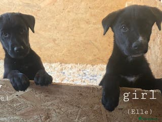 Mixed Breed dogs STUNNING RED FOX LABRADOR X SPECIAL SIBERIAN HUSKY - Advert 13