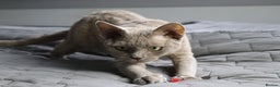 Devon Rex cats for sale: Devon Rex beautiful and healthy girl 2 years old  - Advert 10