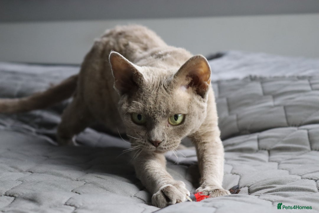 Devon Rex cats for sale: Devon Rex beautiful and healthy girl 2 years old  - Advert 10