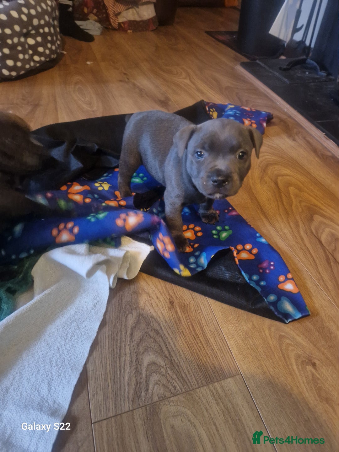 Staffordshire Bull Terrier dogs for sale: PIRO X PHARAON BLUE PUPS - Advert 21