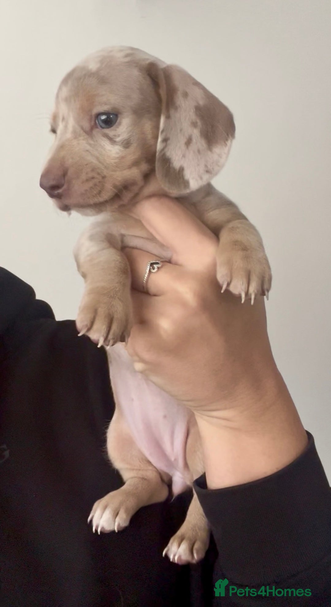 Miniature Dachshund dogs for sale: 1 Beautiful Kc reg Girl 💗 needs rehoming  - Advert 11