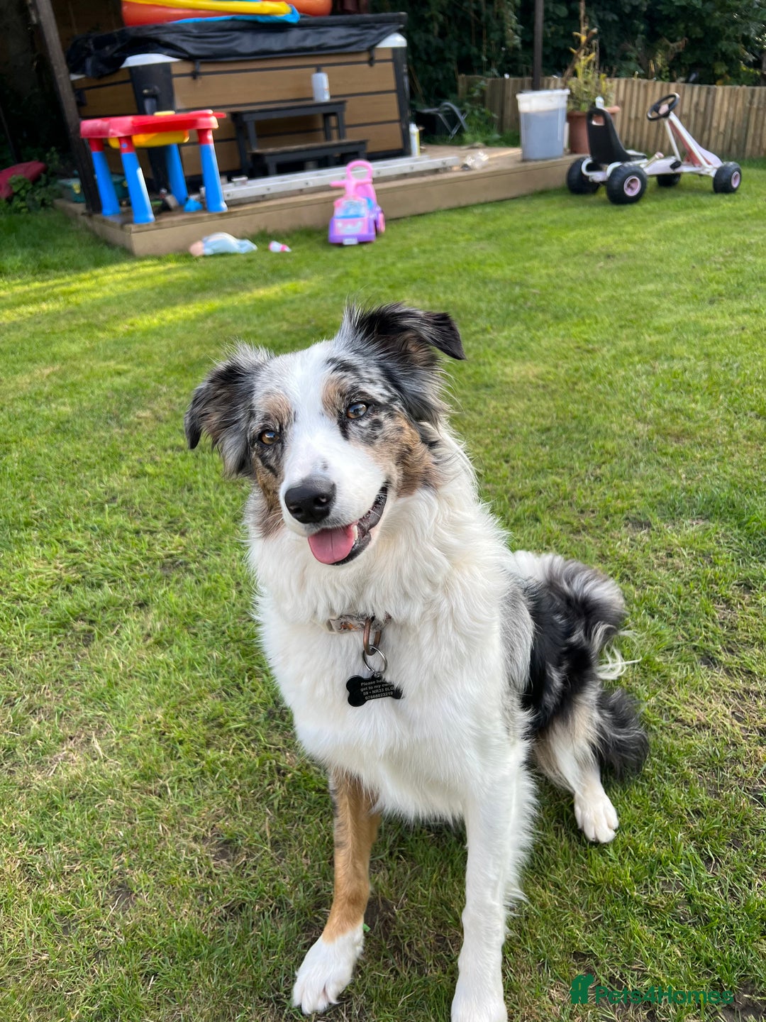 Border Collie dogs for sale: Beautiful litter of 8 border collies puppies - Advert 4