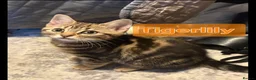 Mixed Breed cats for sale: Beautiful Kittens x4 Mixed colours Aged 11 weeks - Advert 10