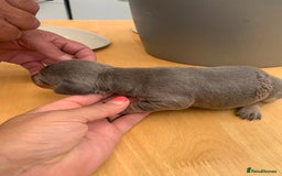 Dachshund dogs for sale: Miniature dachshunds  - Image 17