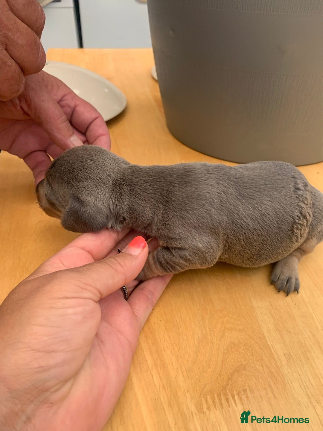 Dachshund dogs for sale: Miniature dachshunds  - Image 17