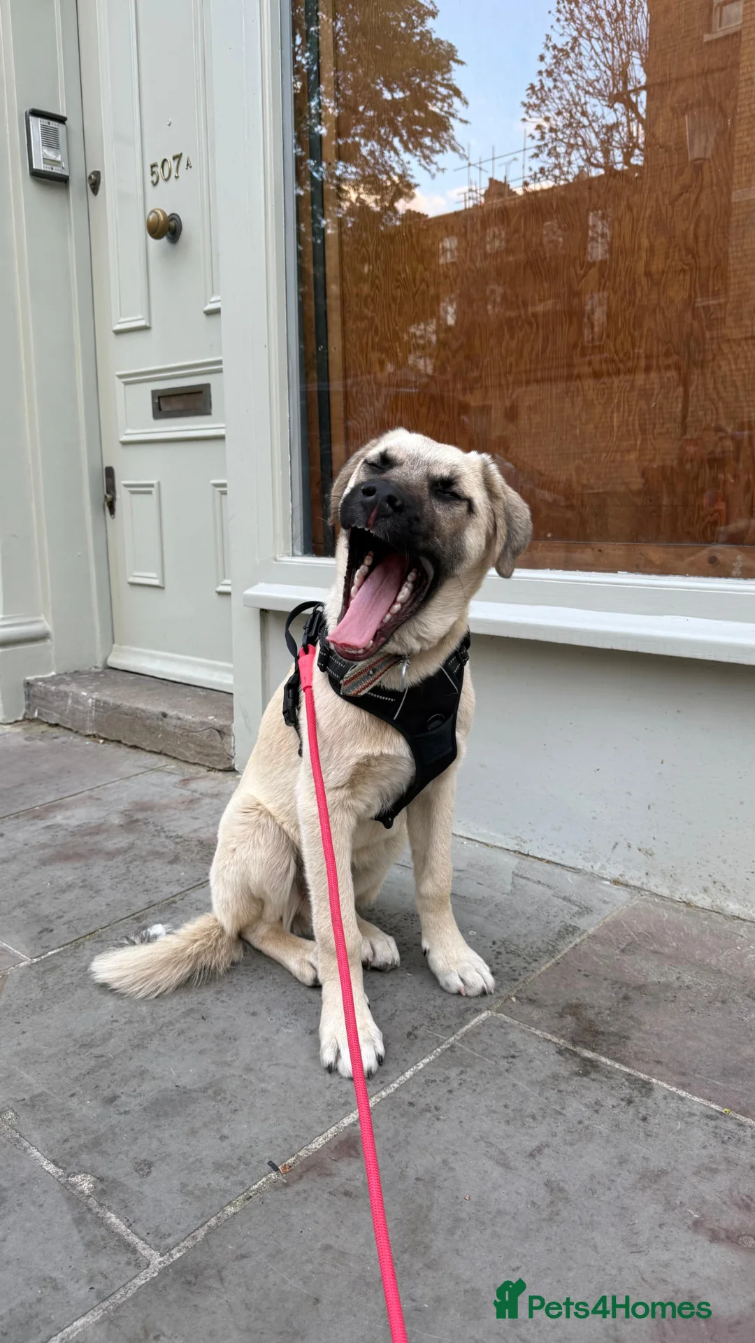 Anatolian Shepherd dogs for adoption: Dobby – Perfect as a Second Dog  in London - Advert 2