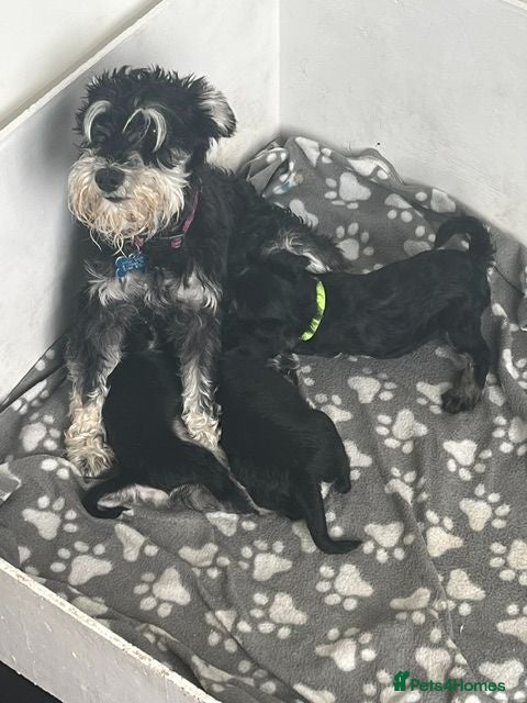Miniature Schnauzer dogs Miniature Schnauzer male puppy - Advert 17