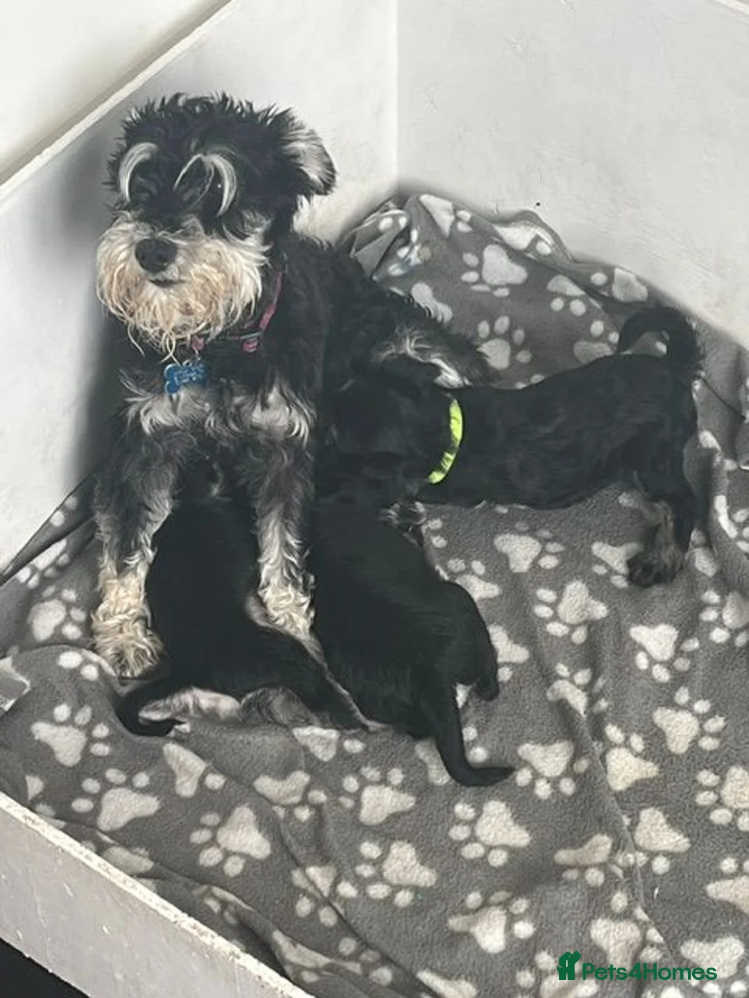Miniature Schnauzer dogs for sale: Miniature Schnauzer male puppy in Wallasey - Advert 1