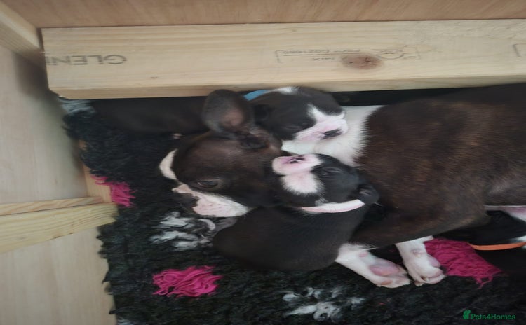 Boston Terrier dogs - Advert 2