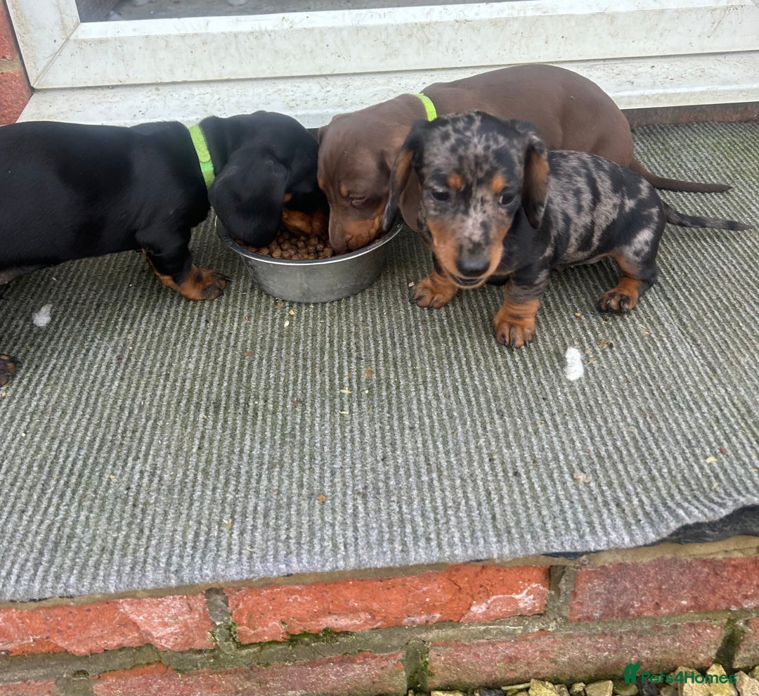 Dachshund dogs for sale: Dachshund puppies for sale - Advert 8
