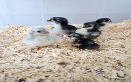Chickens poultry for sale: Pekin bantam chicks  - Image 5