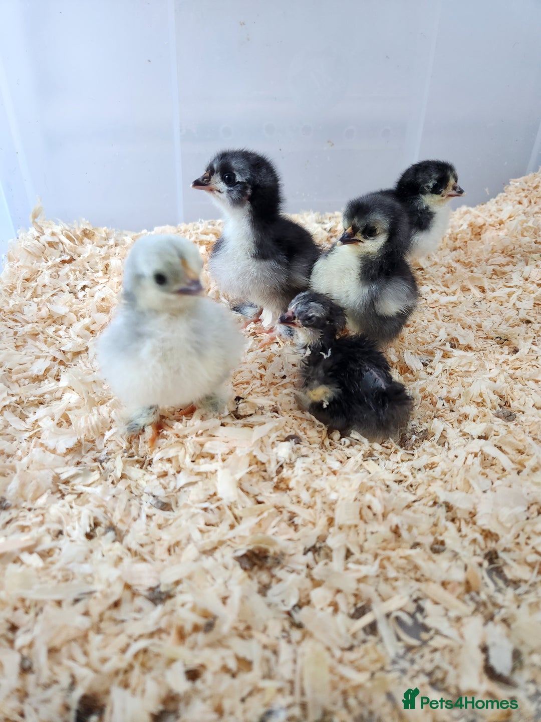 Chickens poultry for sale: Pekin bantam chicks  - Image 5