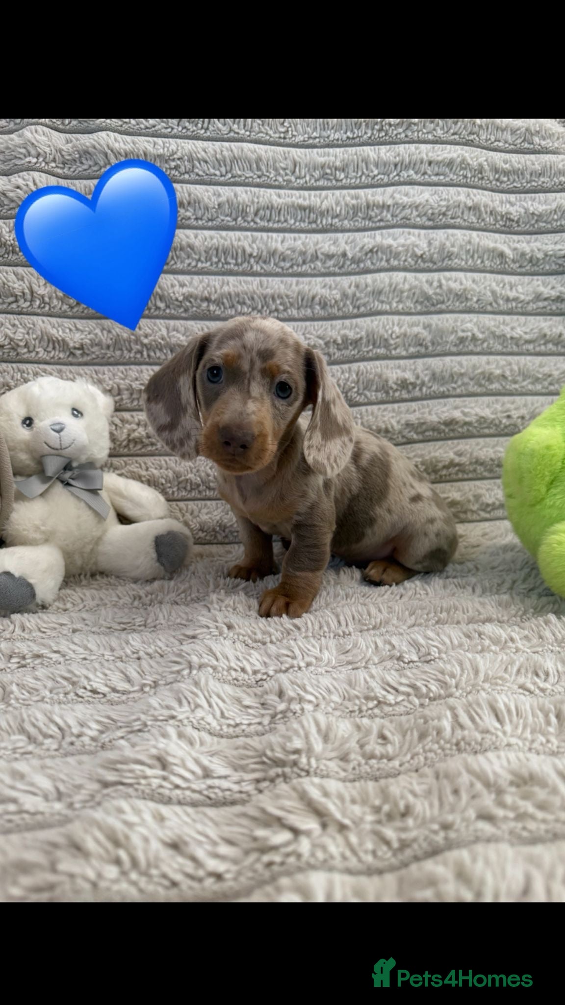Miniature Dachshund dogs Quality miniature dachshunds ready now 🏡🔥 - Advert 2