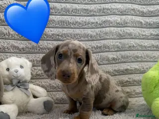 Miniature Dachshund dogs Quality miniature dachshunds ready now 🏡🔥 - Advert 2