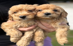 Maltipoo dogs for sale: Gorgeous healthy happy maltipoos ready now  - Image 8