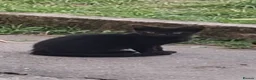 Mixed Breed cats for sale: Beautiful black and tuxedo kittens  - Advert 9