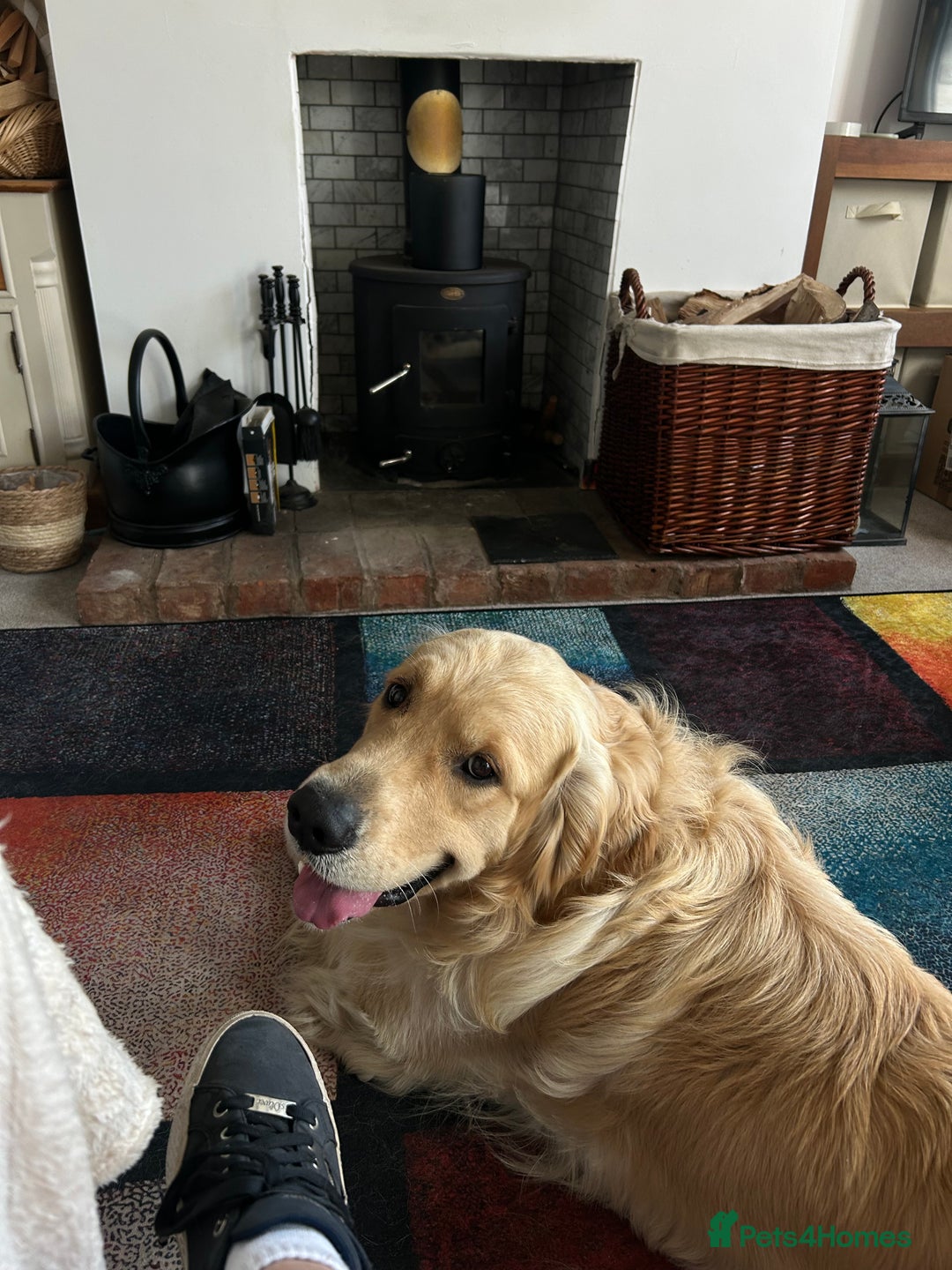 Golden Retriever dogs for sale: 2 year old needs retired couple  - Image 3