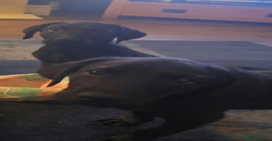 Labrador Retriever dogs - Advert 3