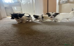 Mixed Breed dogs for sale: Miniature chihuahua X Jack russell puppies  - Image 5