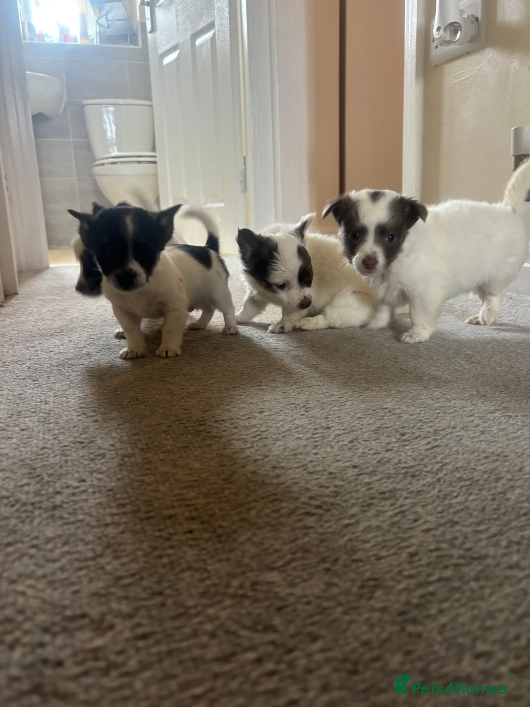 Mixed Breed dogs for sale: Miniature chihuahua X Jack russell puppies  - Image 5