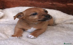 Jack Russell dogs for sale: Jack Russel Puppies - Image 3