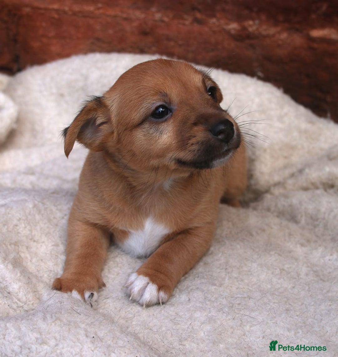Jack Russell dogs for sale: Jack Russel Puppies - Image 3