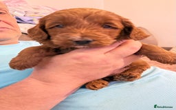 Cockapoo dogs for sale: Bonnie - Image 2