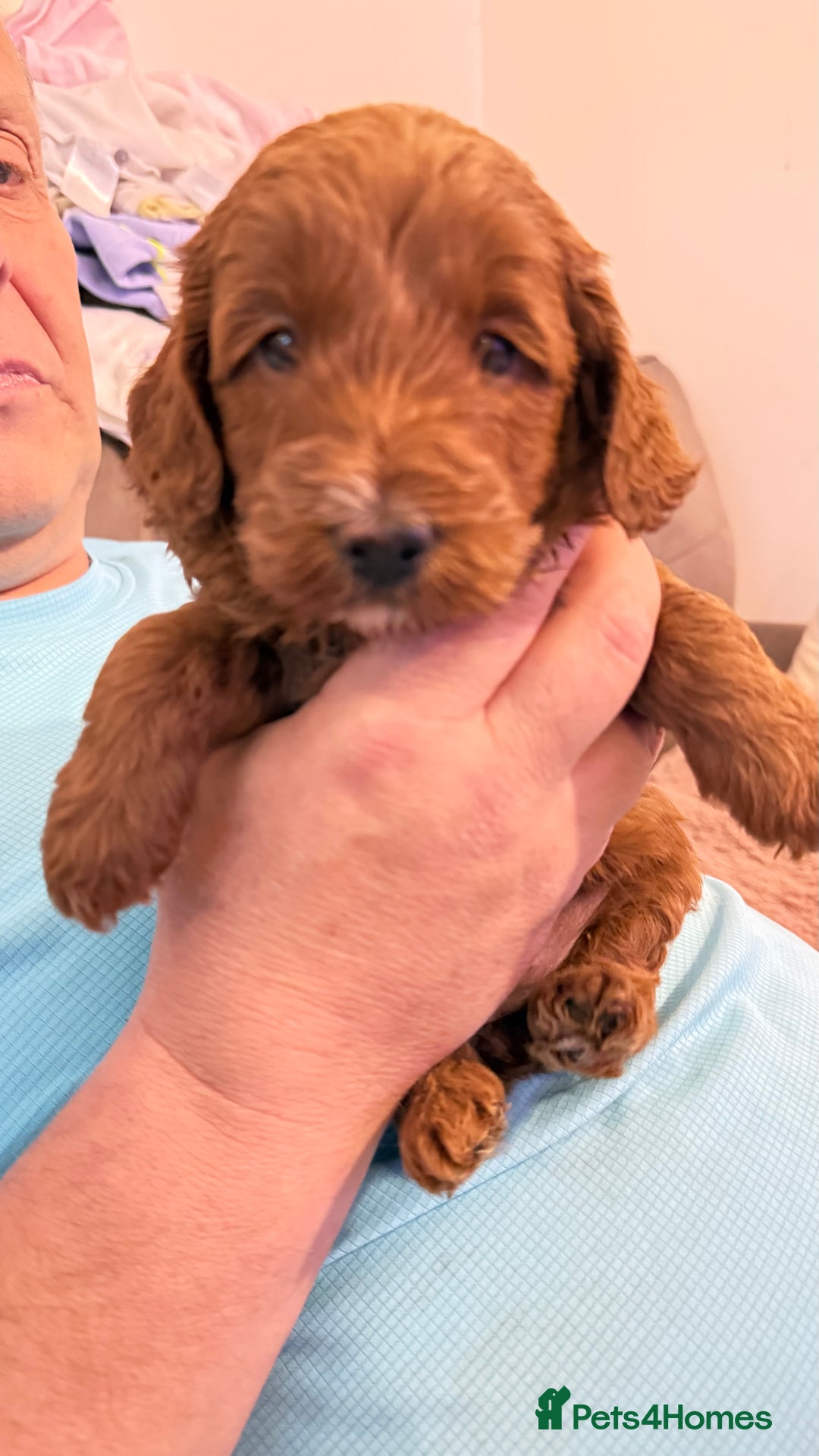 Cockapoo dogs for sale: Bonnie - Image 2