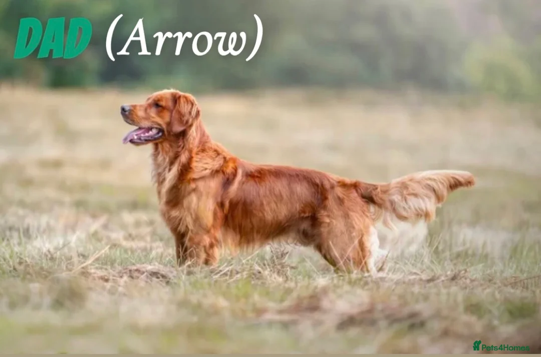 Golden Retriever dogs for sale: Dark Golden Retriever Puppies Health-Tested  - Advert 14